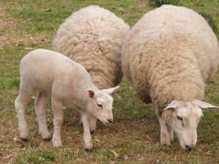 ectoparasites in sheep and poultry is both an economic and welfare concern